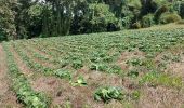 Excursión Senderismo Le Morne-Rouge - Domaine de la vallée via Hbt Pecoul - Photo 10