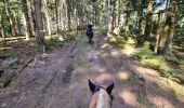 Trail Horseback riding Turquestein-Blancrupt - randonnée turquestein direction Celles-sur-Plaine  - Photo 13