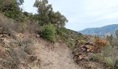 Trail Walking Collioure - madeloc depuis col de la serra, via col de villauria, batterie 500, retour  - Photo 12