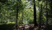 Trail Walking Momignies - Momignies - Circuit Natura 2000, des sites qui valent le détour - Ht08 - Photo 10