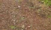 Trail Walking Vielsalm - Vielsalm 270625 - Photo 15