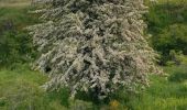 Trail Walking Saint-Urcize - St urcize - Photo 5