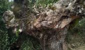 Trail Walking Viols-le-Fort - Viols le Fort chemin des tombes aven Vidal - Photo 1