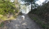 Trail Walking Chabreloche - Tracé actuel: 18 AVR 2019 08:39 - Photo 13