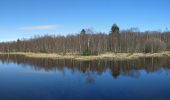 Tocht Te voet Gersfeld - Rotes Moor Rundweg 2 - Photo 3