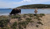 Randonnée Marche Ersa - cap corse - Photo 2