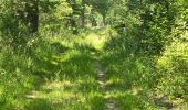 Trail Walking Chambord - Parc de Chambord et ses postes d'observation  - Photo 20