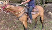 Trail Horseback riding Saint-Quirin - Camping st quirin belles roches abri Klein haut du bon Dieu halmoze lamperstein  - Photo 7