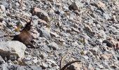 Tour Wandern Névache - col de casse blanche - Photo 1