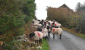 Tour Zu Fuß Westport-Belmullet Municipal District - Lookout Hill Loop Walk - Photo 7