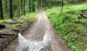 Trail Horseback riding Belmont - Acpl champ du feu yoigo Tivio  - Photo 2