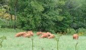 Trail Walking Jabreilles-les-Bordes - Jabreilles-les-Bordes - Photo 2