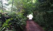Trail Walking Rimbach-près-Masevaux - Haute Bers - Photo 3