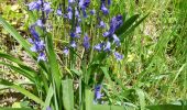 Trail Walking Mont-Saint-Guibert - promenade de la ferme Dedobeleer et du moulin. - Photo 1