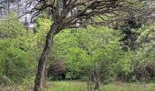 Randonnée Marche Esneux - autour du parc du Mary - variante  - Photo 4