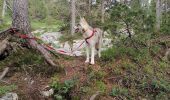 Tour Wandern Fillière - chalet de l'angletaz pour Umi - Photo 1