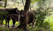 Tocht Stappen Tongeren - tongres - Photo 1