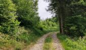 Trail Walking Vielsalm - La nature en questions   - Photo 11
