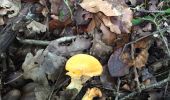 Trail Walking Robert-Espagne - Champignons trois fontaine  - Photo 2