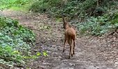 Tour Wandern Chevagny-les-Chevrières - 22.08.2021 - Photo 4