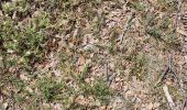 Trail Walking Nans-les-Pins - De Nans les pins vers les sources de l'Huveaune - Photo 17