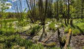 Tour Zu Fuß Forst Kleinschwarzenlohe - Jägersee Bienenweg No.2 - Photo 8