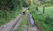 Excursión Senderismo Paliseul - petit tour avec Sirius par les anciennes poubelles  - Photo 1