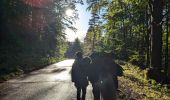 Trail Horseback riding Lembach - suuntoapp-HorsebackRiding-2024-09-28T07-36-13Z - Photo 11