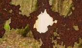 Trail On foot Chimay - Ronde du Lac - Photo 1