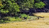 Randonnée Marche Coye-la-Forêt - Boucle autour des étangs de Commelles - Photo 12