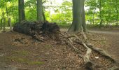 Tour Wandern Sint-Genesius-Rode - 2020-09-01 - Forêt de Soignes- Rhode Saint Genève  - Photo 5