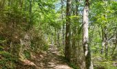 Tour Wandern Saou - foret saou - Photo 5