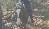 Trail Horseback riding Goxwiller - Mont saint Odile cva tryggur  - Photo 4