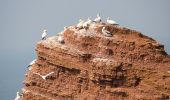 Randonnée A pied Helgoland - Naturpfad - Photo 10