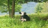 Tour Wandern Markirch - 2020-06-20 Marche Tete du Violu Col de Ste Marie - Photo 4