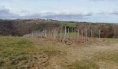 Trail Walking Arras-sur-Rhône - Arras surt Rhône 13 km - Photo 1