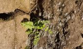 Randonnée Autre activité Dinant - grotte la merveilleuse  - Photo 16