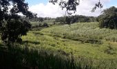 Tocht Stappen Le Robert - Pointe Savane plage des Resignier - Photo 3