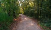 Trail Walking Rouffach - Herrlisheim près Colmar et son Fontainebleau  - Photo 1
