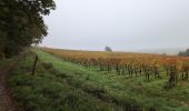 Tour Wandern Bourgueil - Bourgueil le Picard - GRP Coteaux de Bourgueil - 24.3km 325m 5h25 (45mn) - 2024 10 30 - Photo 6