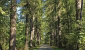 Percorso A piedi Kamenice nad Lipou - NS Vítězslava Nováka - Photo 6