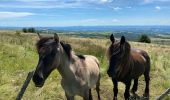 Trail Walking Saint-Chély-d'Aubrac - St Chelsy, Aubrac, Les Enfrux - Photo 3