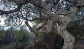 Excursión Senderismo Bagnols-en-Forêt - Gorges du Blavet au col de la pierre du coucou - Photo 15