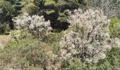 Randonnée Marche Gonfaron - Plateau du Treps - Photo 12