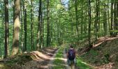 Trail Walking Wingen-sur-Moder - La Pierre des 12 Apôtres - Photo 17