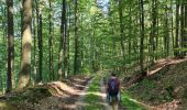 Tocht Stappen Wingen-sur-Moder - La Pierre des 12 Apôtres - Photo 17