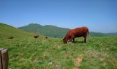 Excursión Senderismo Laveissière - Cantal - Cheyrouze (Laveissière) - Puy de Seycheuse - 14.8km 600m 5h35 - 2019 06 30 - Photo 6