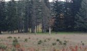 Tocht Stappen Collobrières - Menhirs Plateau Lambert  - Photo 4