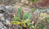 Tour Wandern San Cristóbal de La Laguna - Massif de l'Anaga El Batan Chinamada - Photo 8