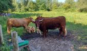 Tocht Stappen Ardres - Ardres 11 Juillet 2024 Matin - Photo 1